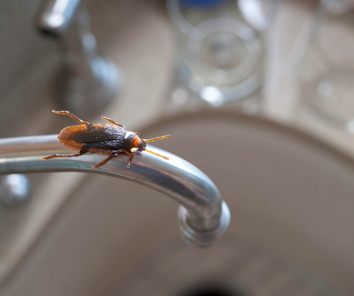 American and German cockroaches are common nuisances in North Carolina.