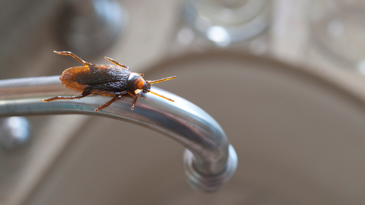 American and German cockroaches are common nuisances in South Carolina.