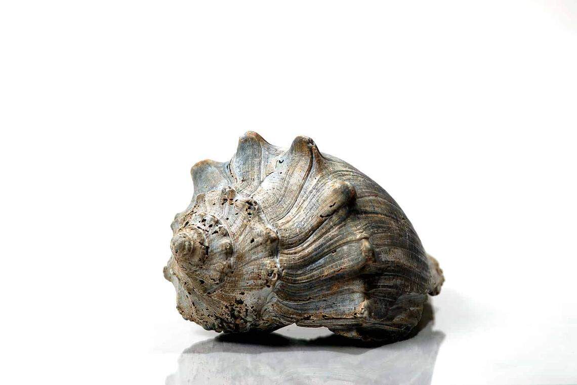 The Knobbed Whelk is Georgia’s official state seashell.