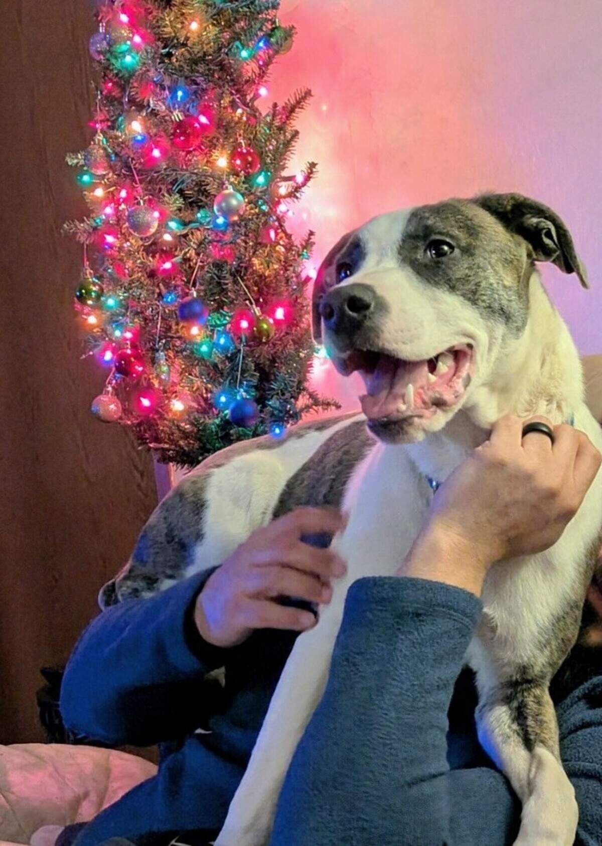 A five or six-month-old puppy named Brody was the only survivor of a shooting that left eight other dogs dead on Christmas Day 2024, according to the Houston County Sheriff’s Office and Paws in Middle Georgia.