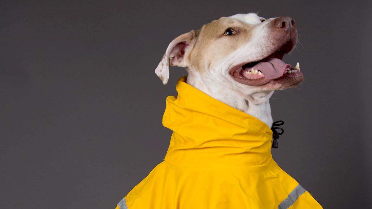Rain can create conditions that lead to outbreaks of fleas, ticks and mosquitoes, insects that are harmful to pets.