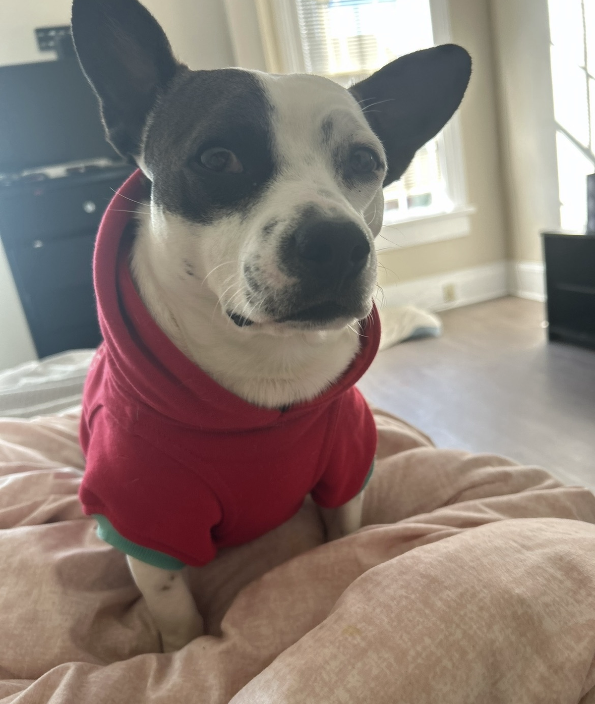 Snoopy is the cutest dog in Macon