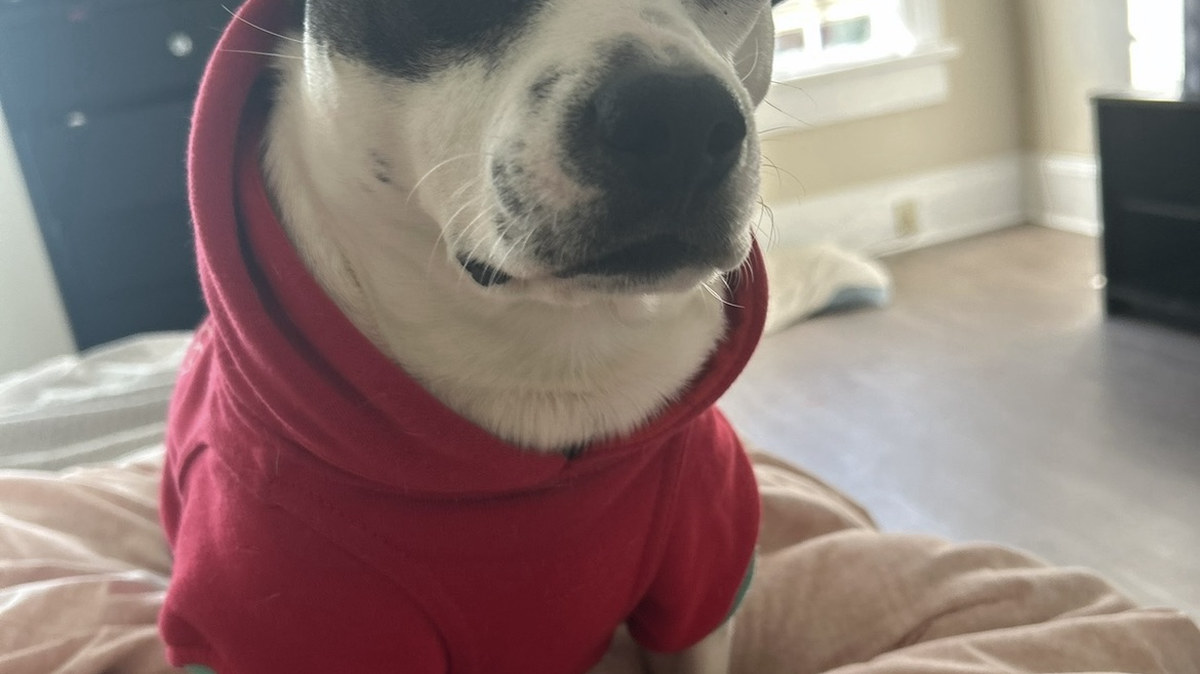 Snoopy is the cutest dog in Macon