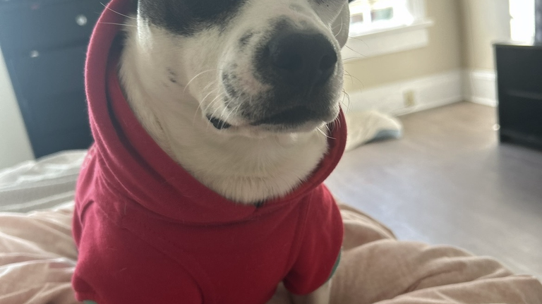 The votes are in. Here’s which pup was voted the cutest dog in the Macon area