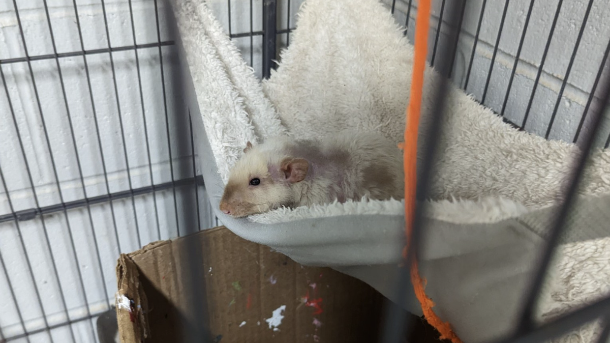 “Fang,” a Georgia woman’s pet rat, was taken into “custody” by sheriff’s deputies in Monroe County in early December after the woman was pulled over on Interstate 75 and jailed on drug charges.