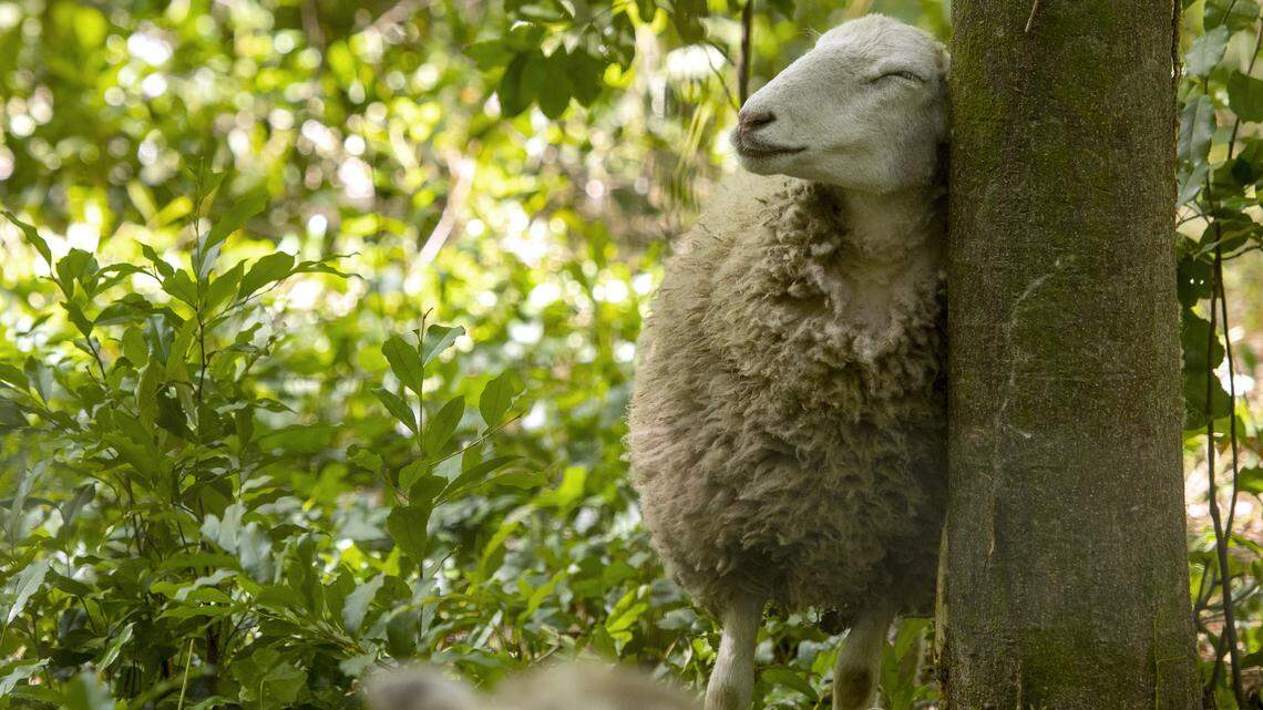 ‘Goats will go where we either can’t or won’t.’ Here are five positive stories.