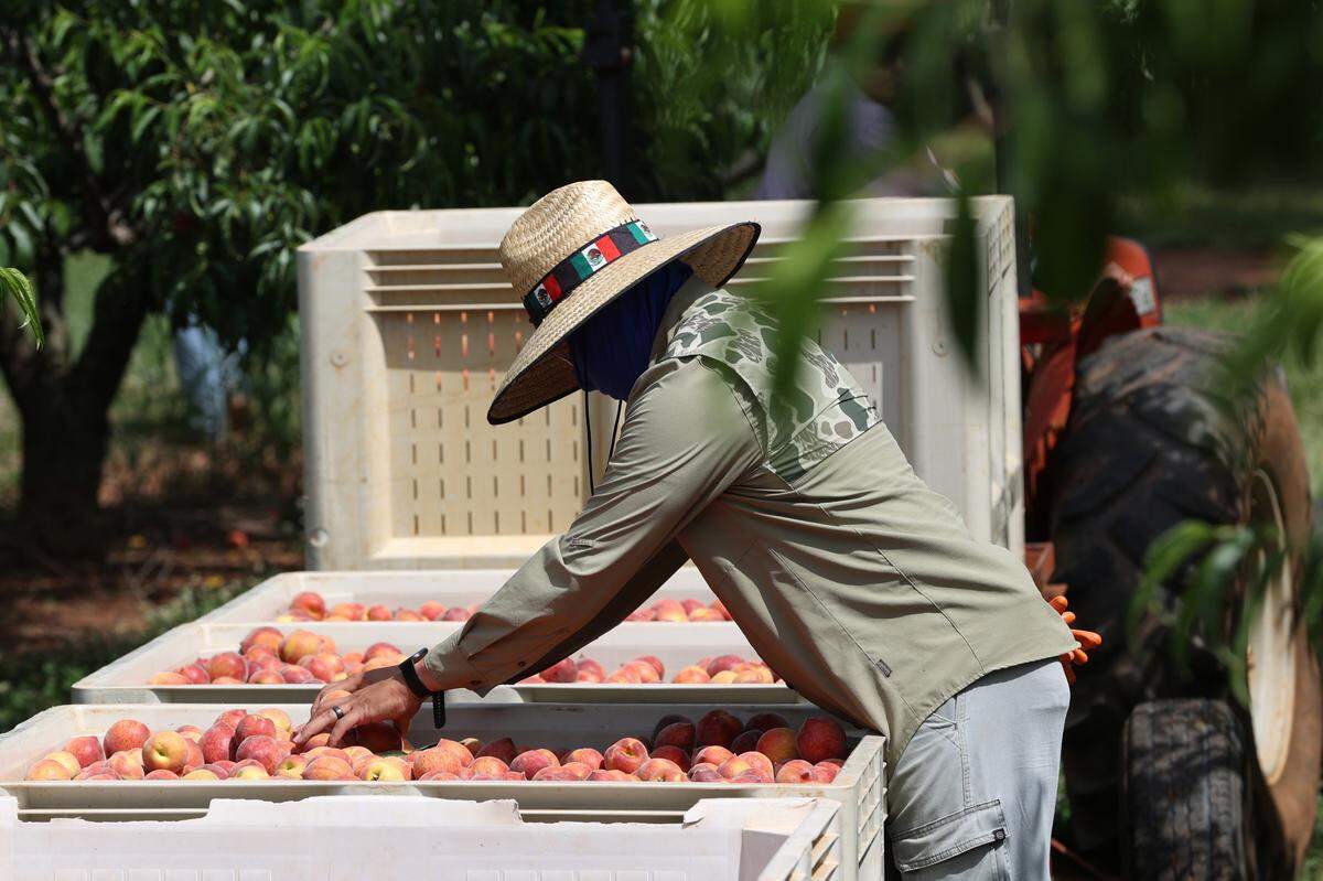 A fruit pickers at Dickey Farms sifts through ripe peaches out in an orchard on Friday, May 9, 2025, in Musella, Georgia. Many fruit pickers at Dickey Farms return annually on work visas to pick peaches throughout the season, often working from daylight to mid-afternoon.