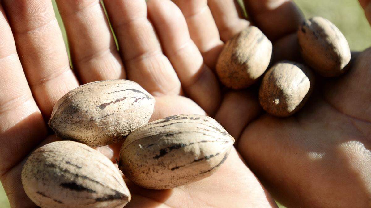 Field supervisor Israel Aguilar holds up a couple varieties of pecans (Desirable, left, and Schley) at a Pearson Farm orchard.