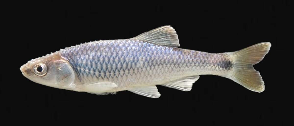 The Altamaha Shiner, endemic to Georgia, found in the Ocmulgee and Oconee river systems above the fall line, has gone from threatened to rare — a downlisting, which means it’s doing better than it was.