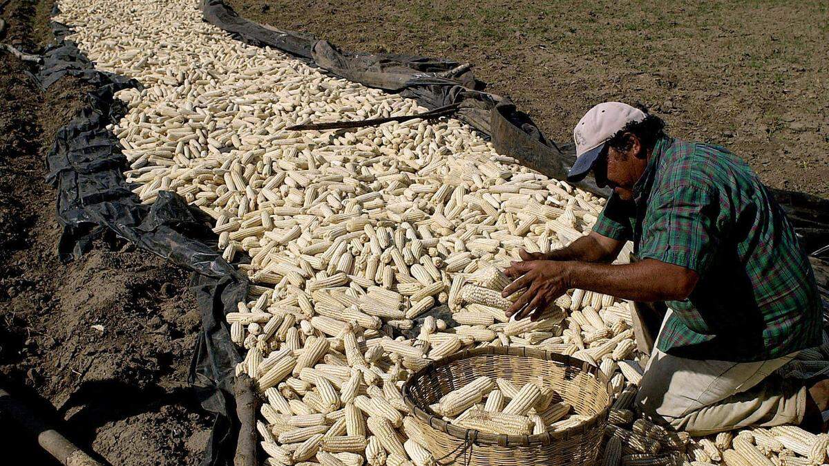 A farm worker collects corn in El Rancho, Guatemala, in this file photo. Drought caused by climate change has already had a negative impact on agriculture is Central America. And it could get worse.