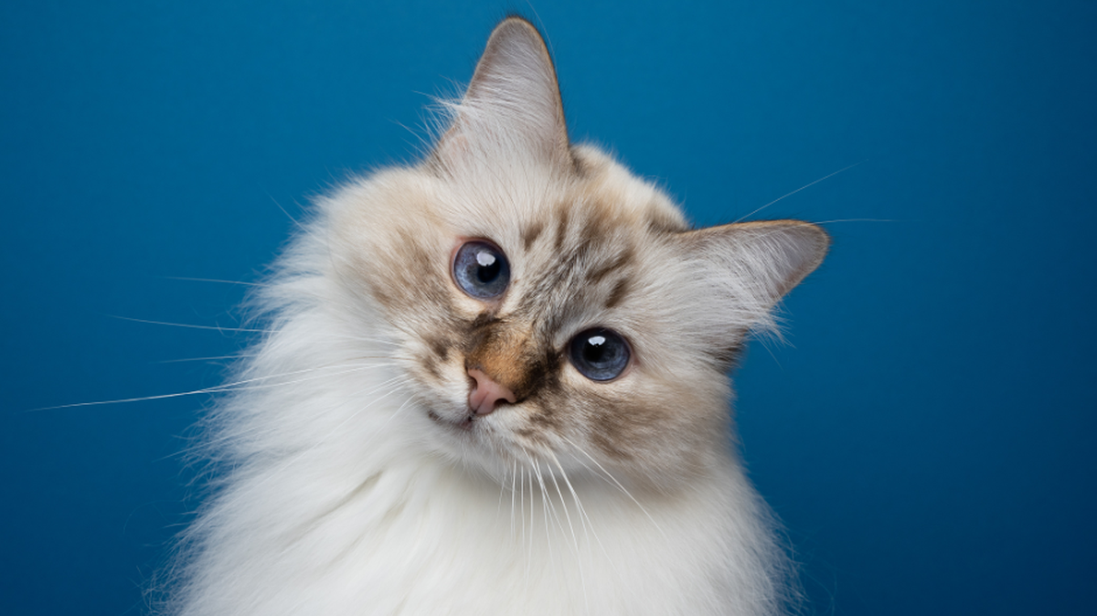 Think you have the cutest cat in Macon? Here’s how to enter the Telegraph’s contest