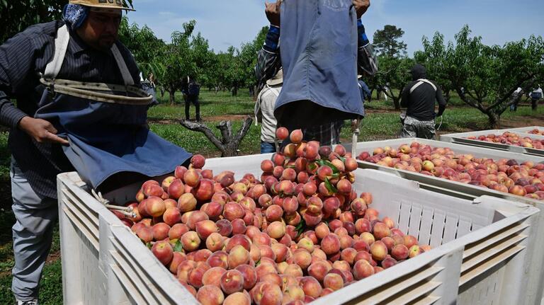 Middle Georgia farmers welcome peach season. See where they come from