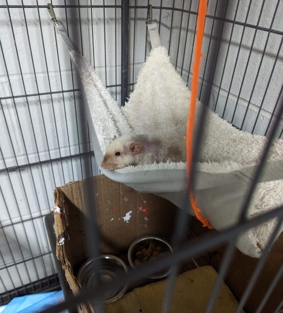 “Fang,” a Georgia woman’s pet rat, was taken into “custody” by sheriff’s deputies in Monroe County in early December after the woman was pulled over on Interstate 75 and jailed on drug charges.