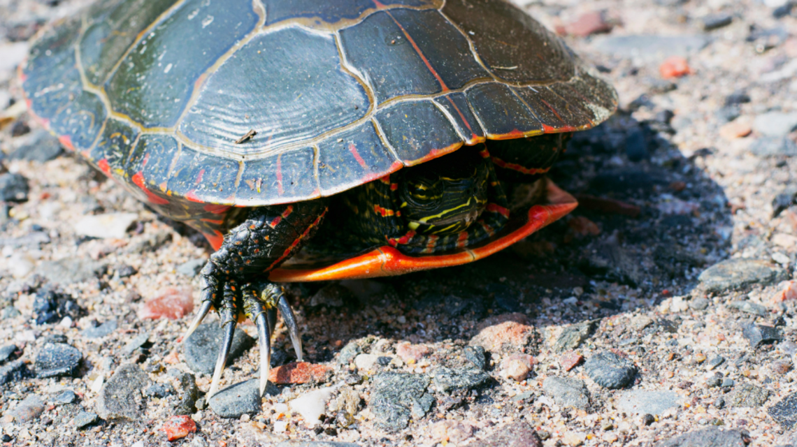 If you see a turtle on the road in MS should you help? Here’s what experts say to do
