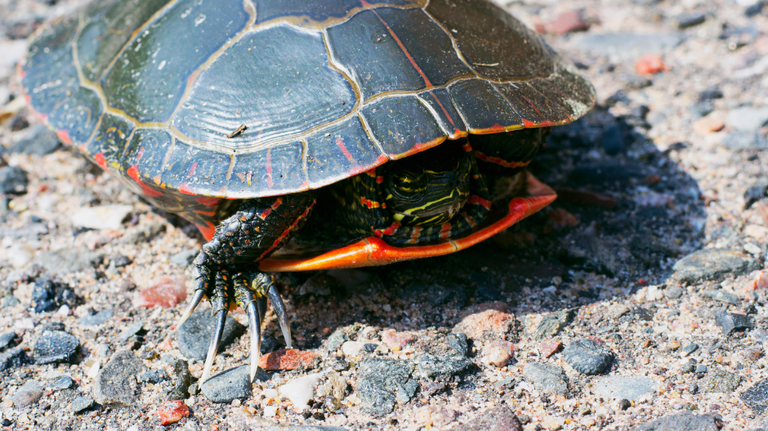 If you see a turtle on the road in GA you can help — but follow these tips, experts say