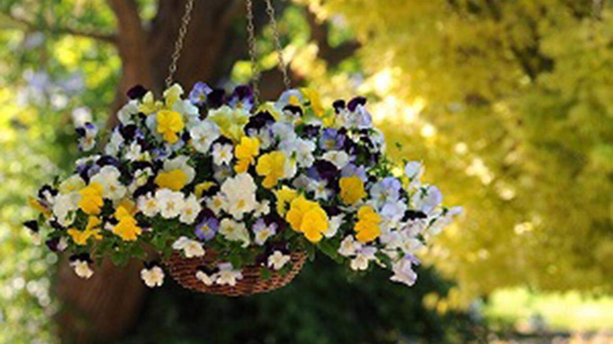 Pansies are happy in hanging baskets.