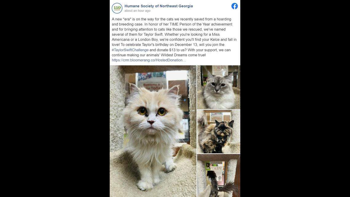 Several cats rescued from an "extreme hoarding" situation in Georgia were named for Taylor Swift after her Time "Person of the Year"  achievement, rescuers said. 
