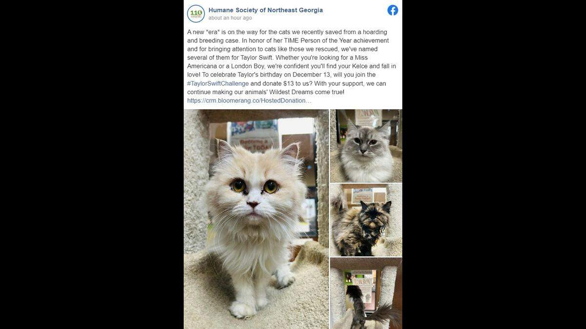 Several cats rescued from an "extreme hoarding" situation in Georgia were named for Taylor Swift after her Time "Person of the Year"  achievement, rescuers said. 