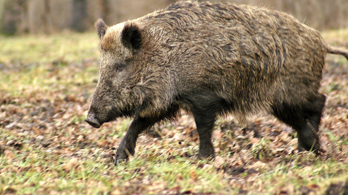 Wild hogs are invading GA. What to do if you see them.