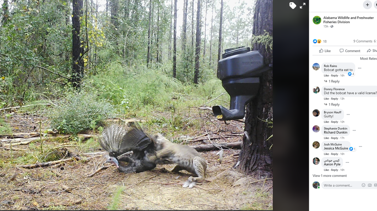 Alabama Wildlife and Freshwater Fisheries shared photos on Facebook showing a bobcat ambushing a turkey. The killing was blamed on a poorly mounted wildlife feeder.