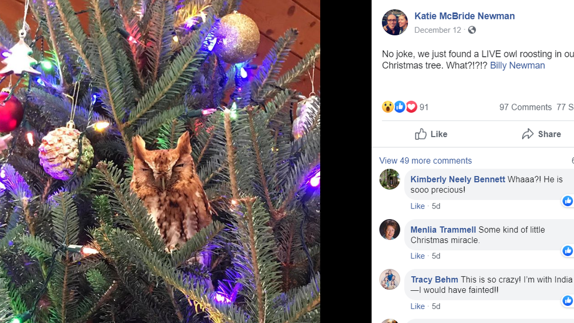 A family in Newnan, Georgia, spotted a live owl nesting in its Christmas tree last week. It took three days to get it out, they said.