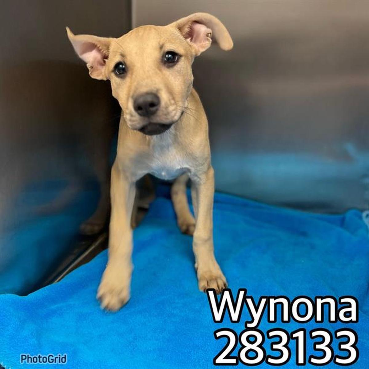 Wynona is available to adopt at Macon-Bibb County Animal Shelter