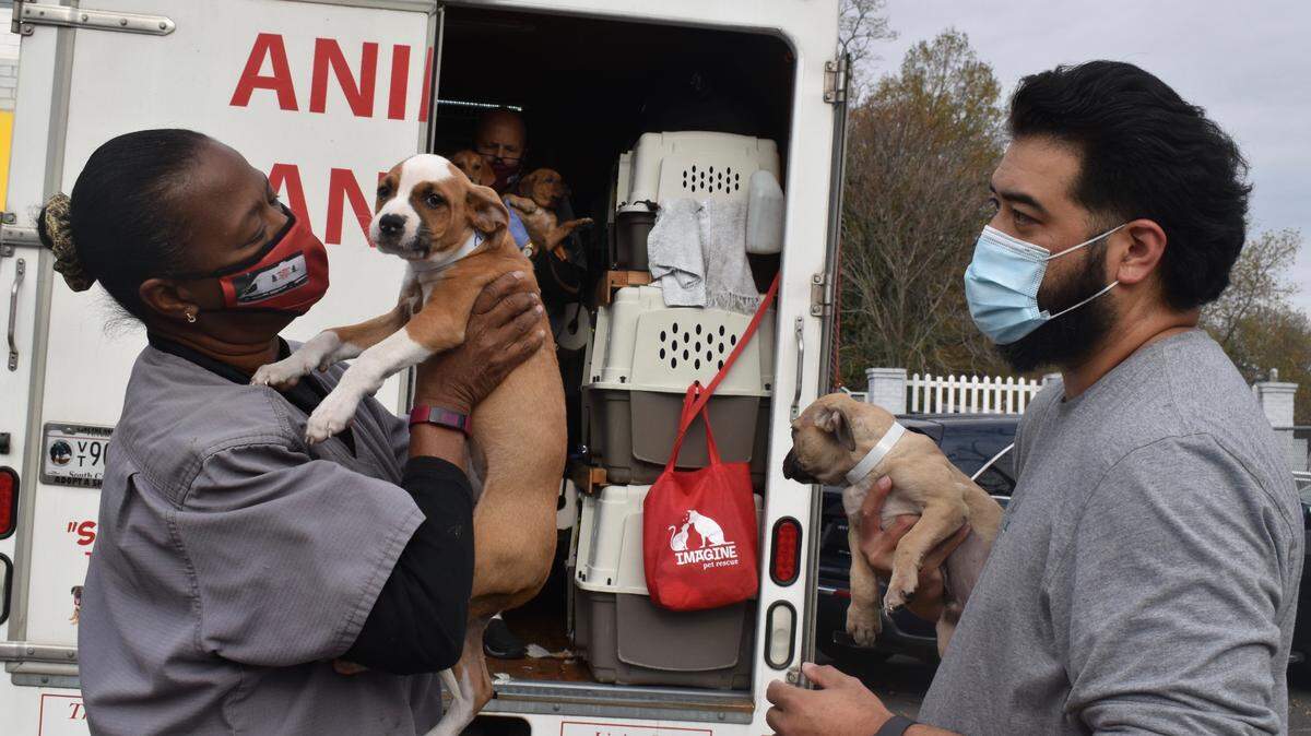 Hundreds of dogs from Albany have been shipped via transport from Georgia to Virginia where there is a rescue pet adoption boom as more people work from home during the COVID-19 pandemic.