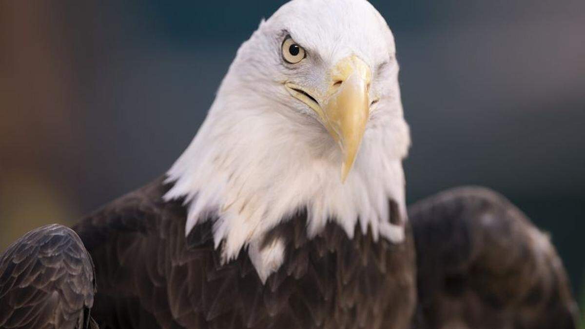A strain of bird flu has been detected in three dead bald eagles in Georgia.