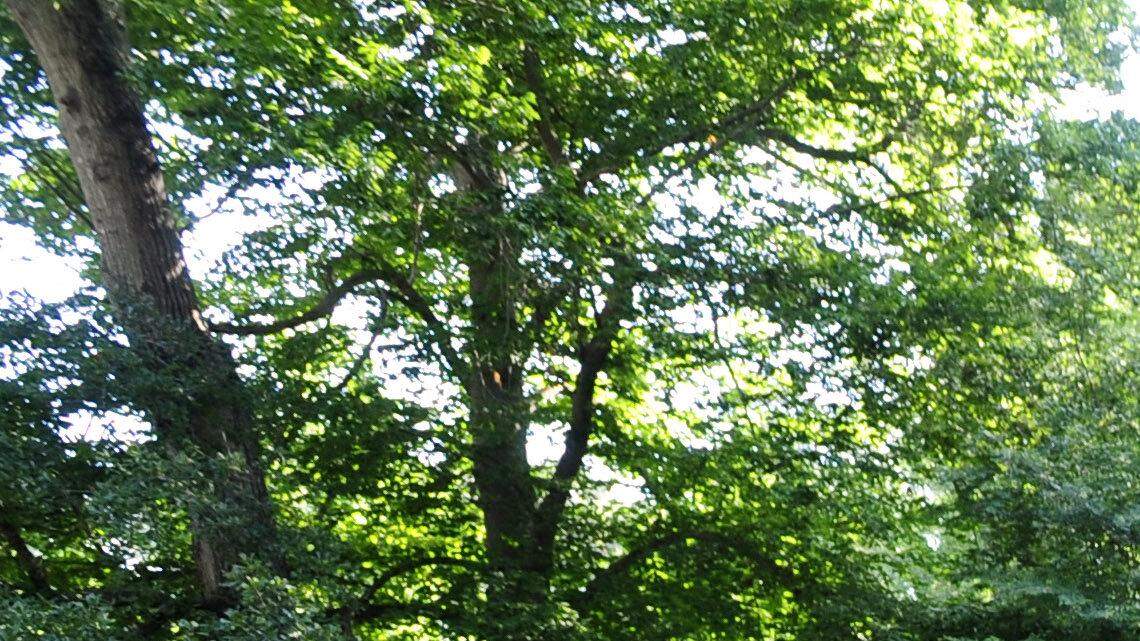 Housing court reveals human woes behind neglected homes