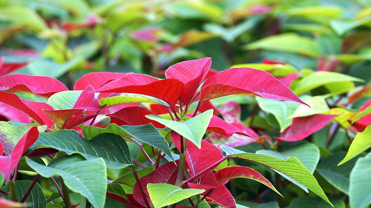 Todd Goulding offers tips about poinsettias.