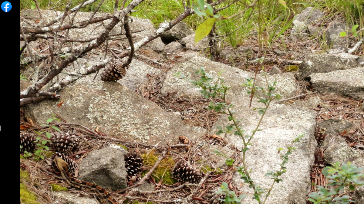 State wildlife officials captured a photo of a timber rattlesnake in Georgia. GEORGIA DEPARTMENT OF NATURAL RESOURCES FACEBOOK SCREENGRAB