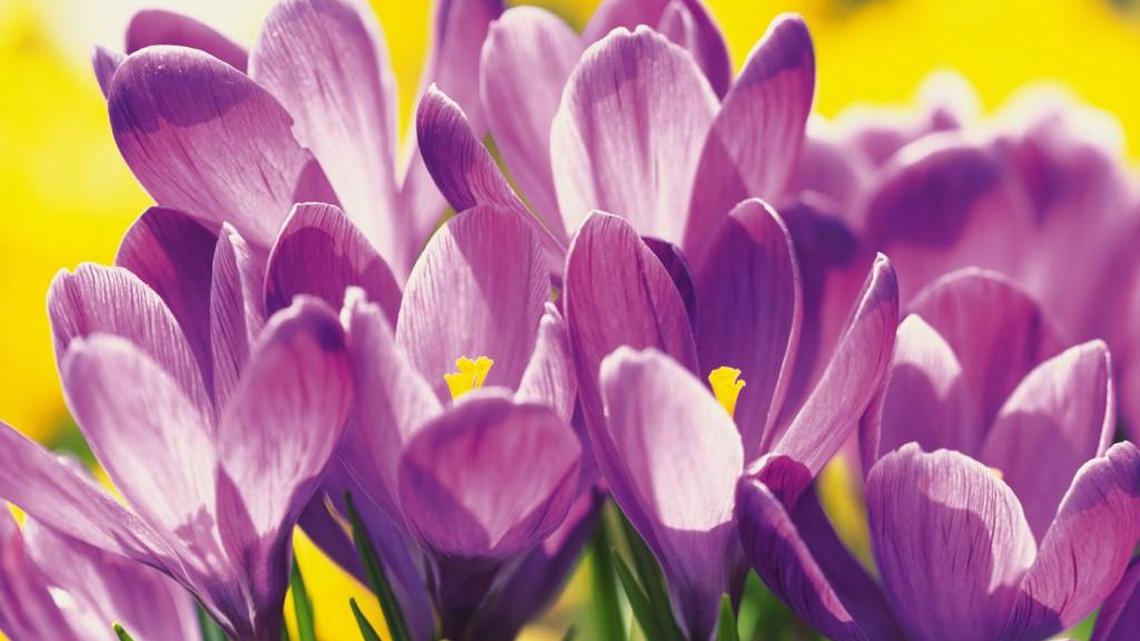 Crocus is blooming now in our area.