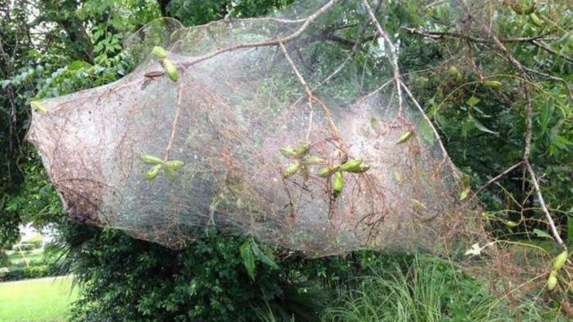 This is a webworm nest.