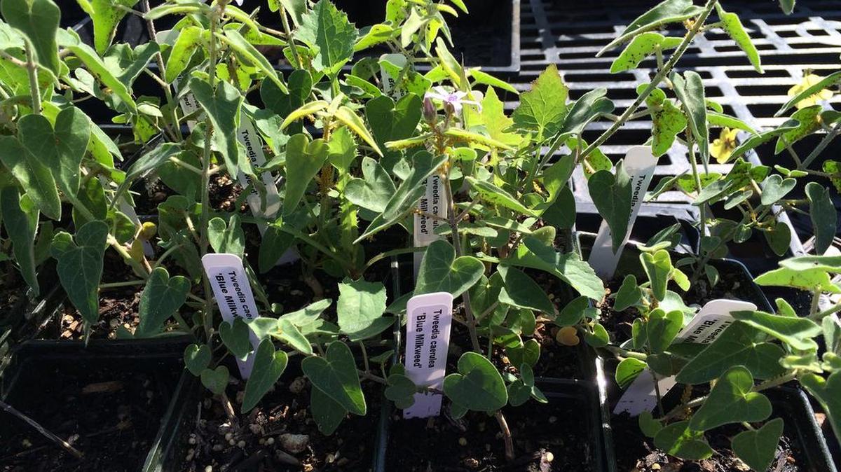 Seedlings are ready to be planted in a garden.