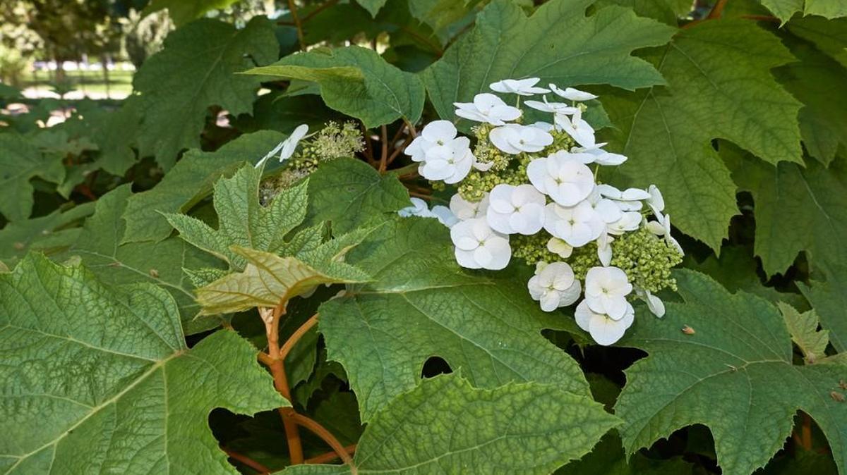 Give oakleaf hydrangea room to spread out in the landscape.