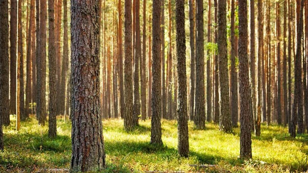 Pines are just some of the landscape plants that have suffered from the drought in Middle Georgia.