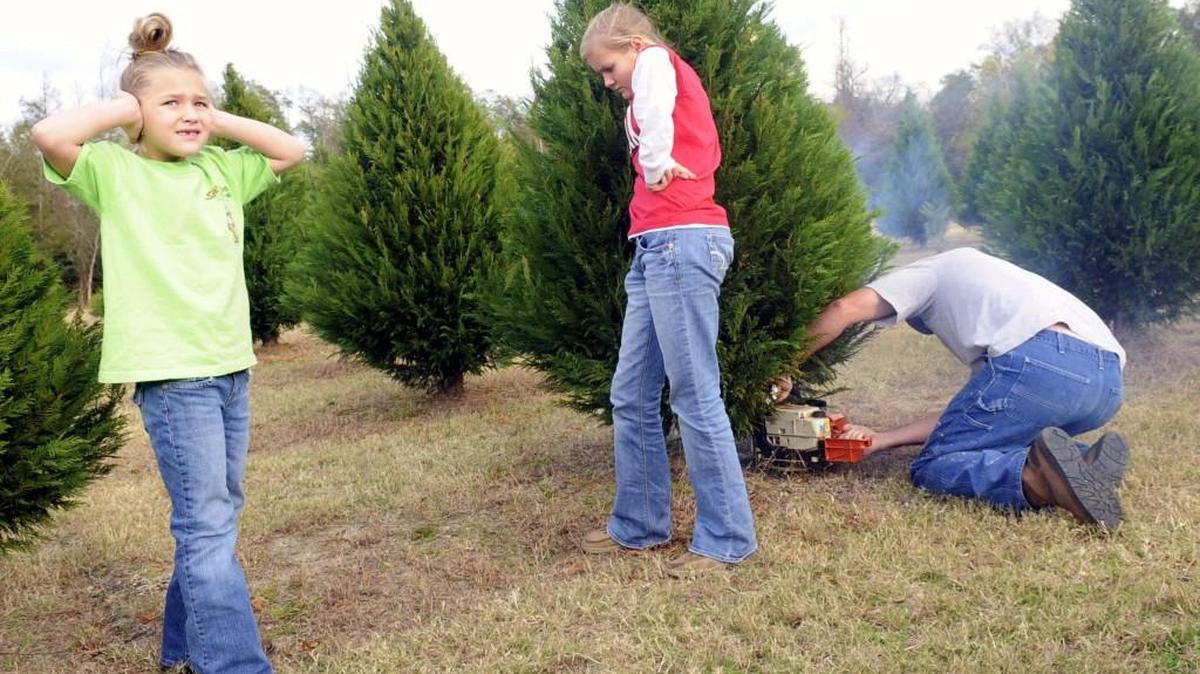 Kenna McElmurrey, 6, holds her ears as her dad, Wade, and sister Dabni, 12, cut down a Christmas Tree recently at Double “B” Farms in Lizella.