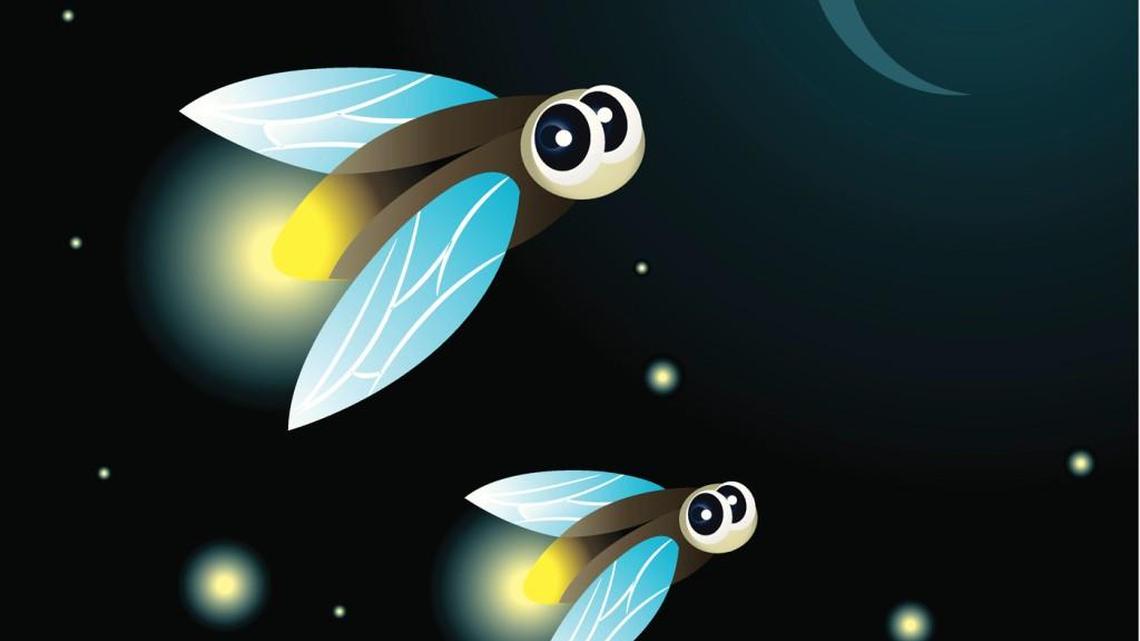 The firefly’s fortunes rest with us