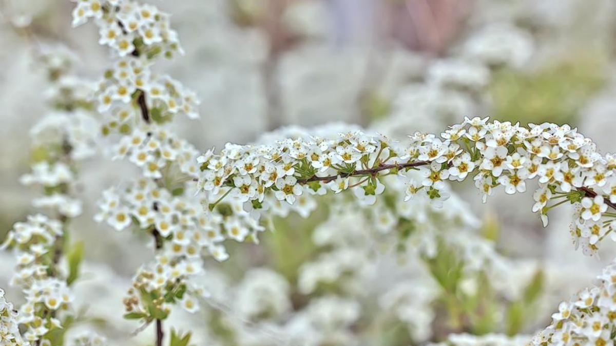 Spiraea is lovely in the spring garden.