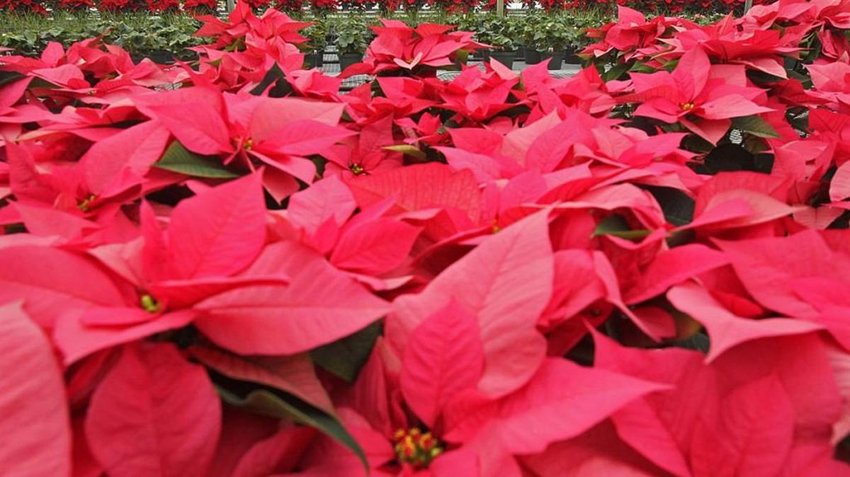 Poinsettias