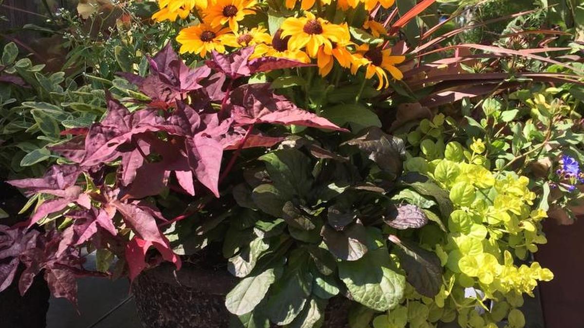 Use perennials in your fall garden containers.