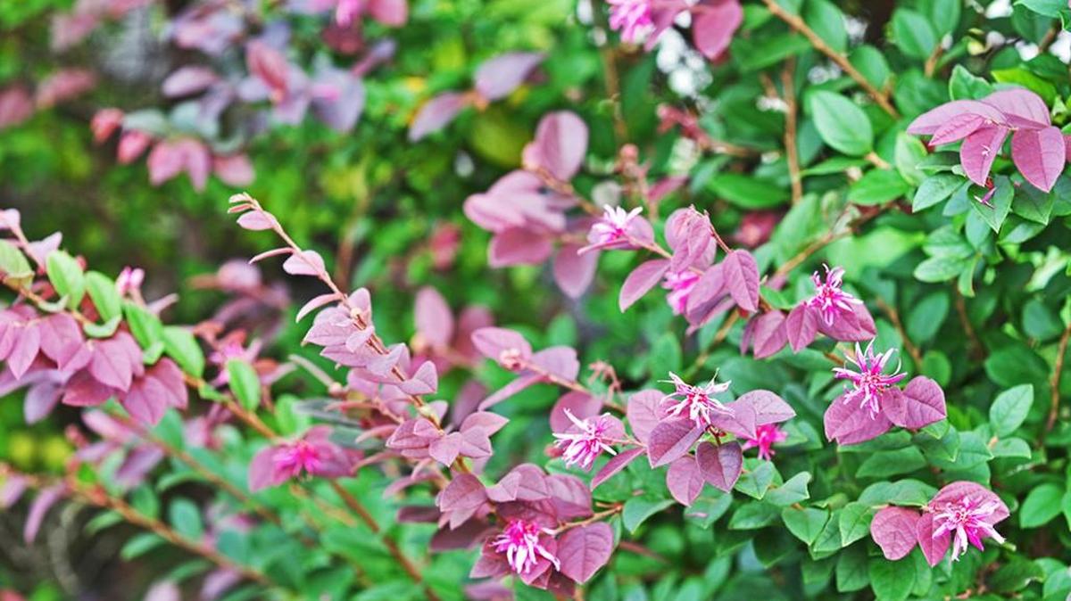 Don’t prune loropetalum. Like azaleas, pruning now will remove most of the spring flowers.