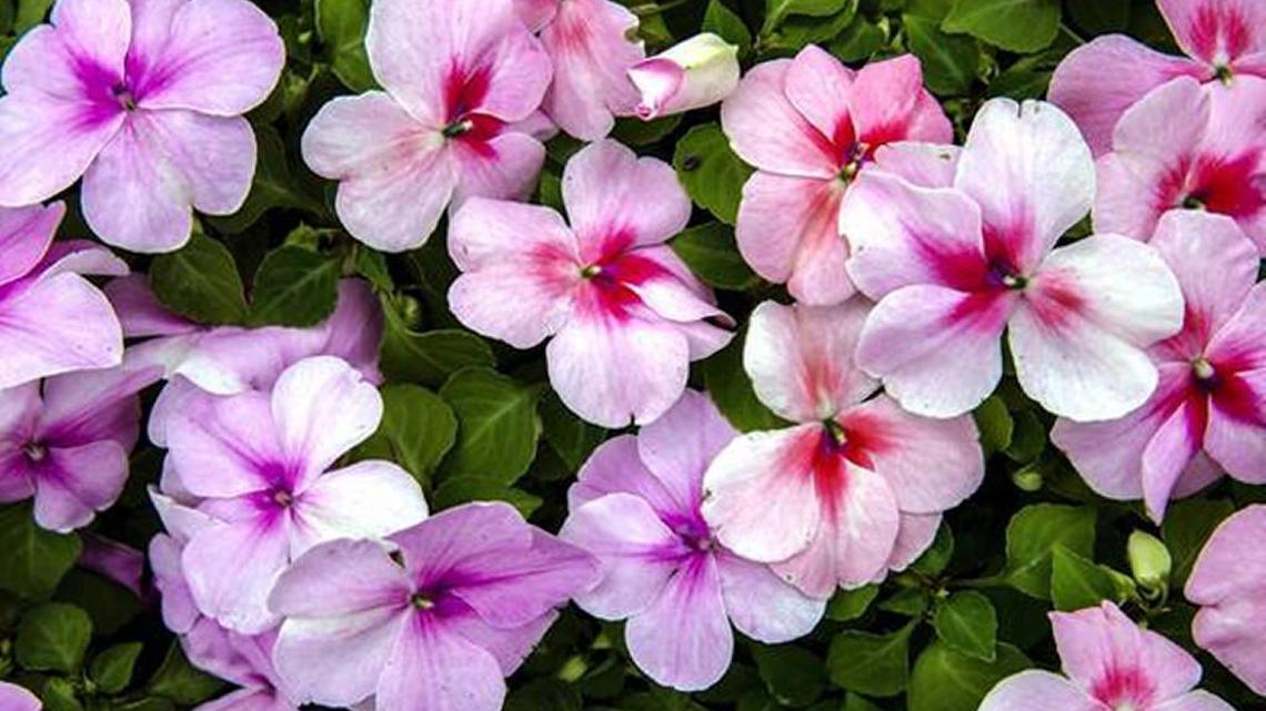 Time to trim impatiens and hydrangeas