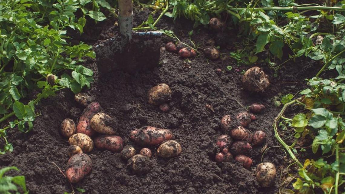 Potatoes are easy and fun to grow