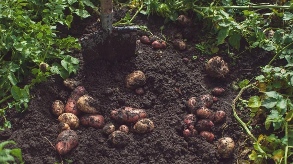 Growing potatoes can be a fun family activity.