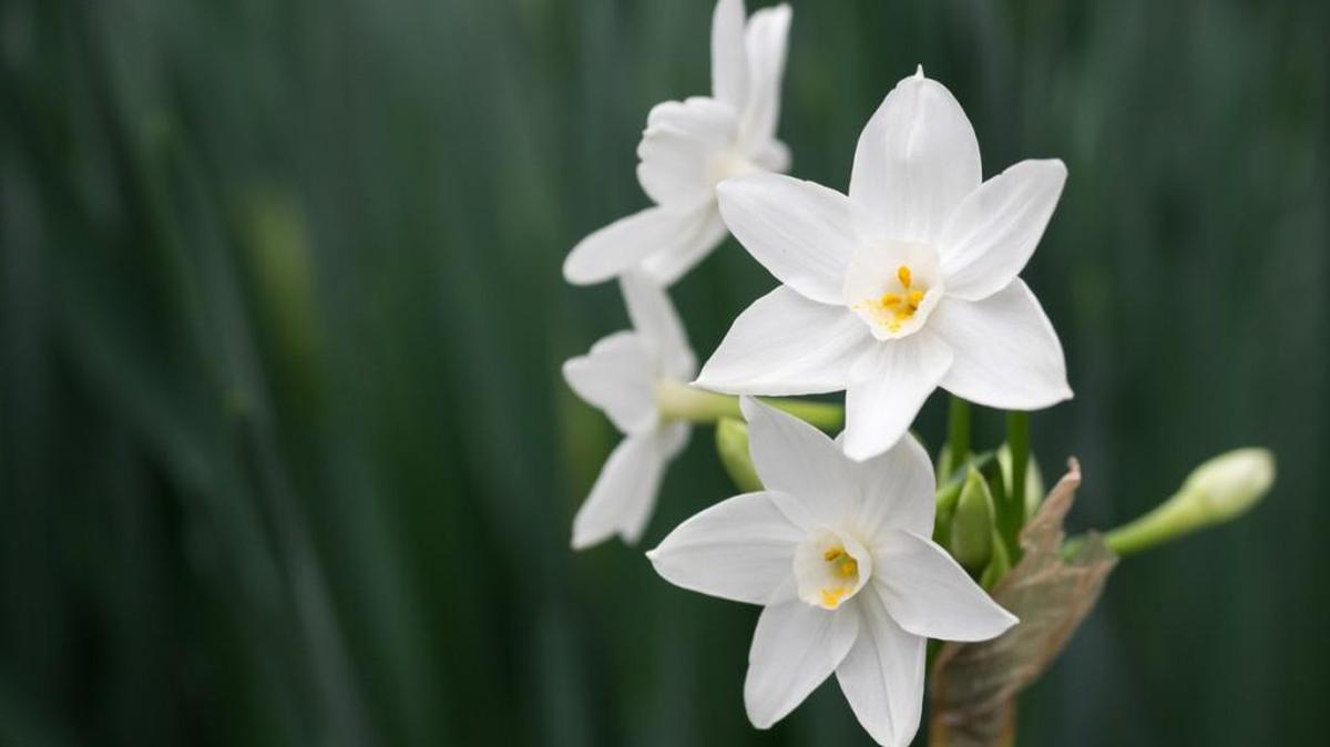Beautiful paperwhite narcissus.