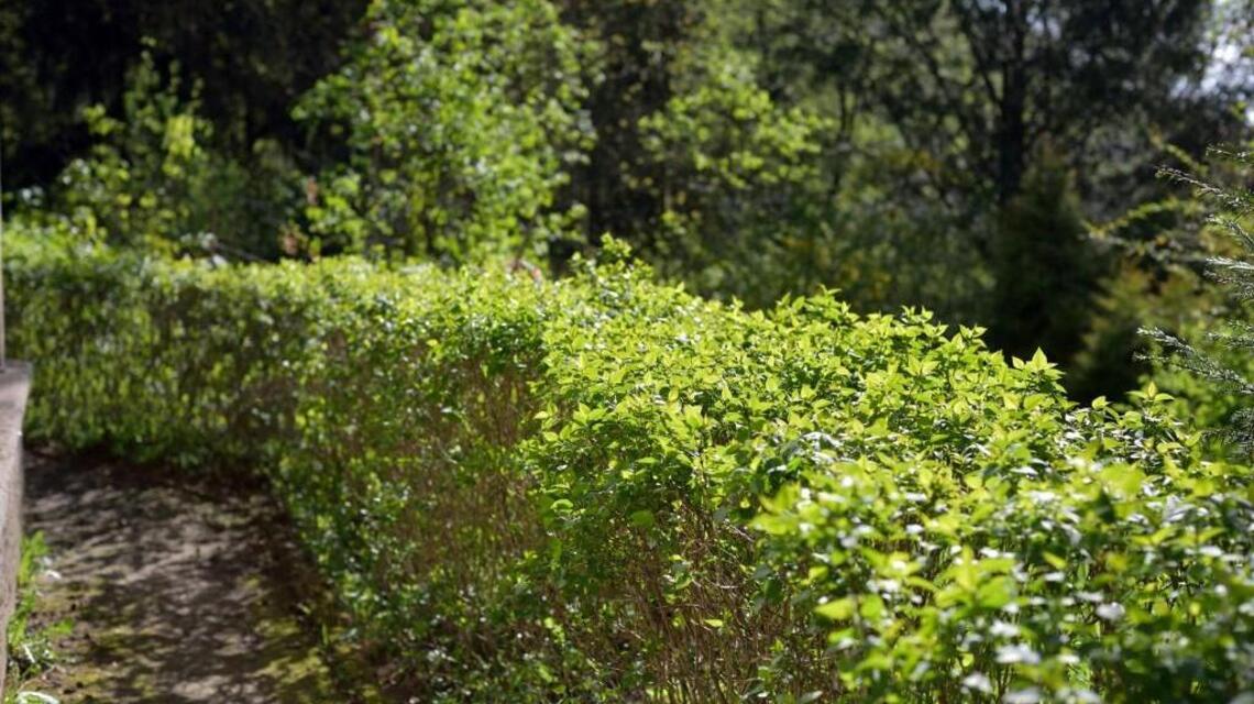 More homeowners are choosing green fences
