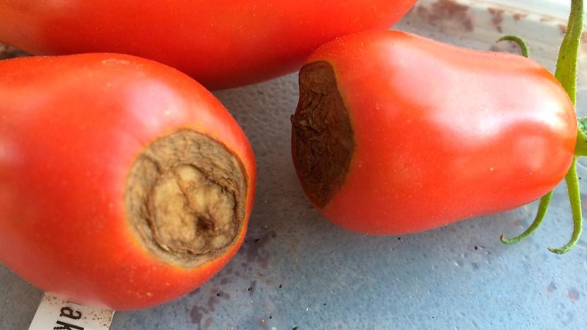 Tomatoes can develop blossom end rot caused by fluctuating soil moisture that prevents the plant from taking in calcium.