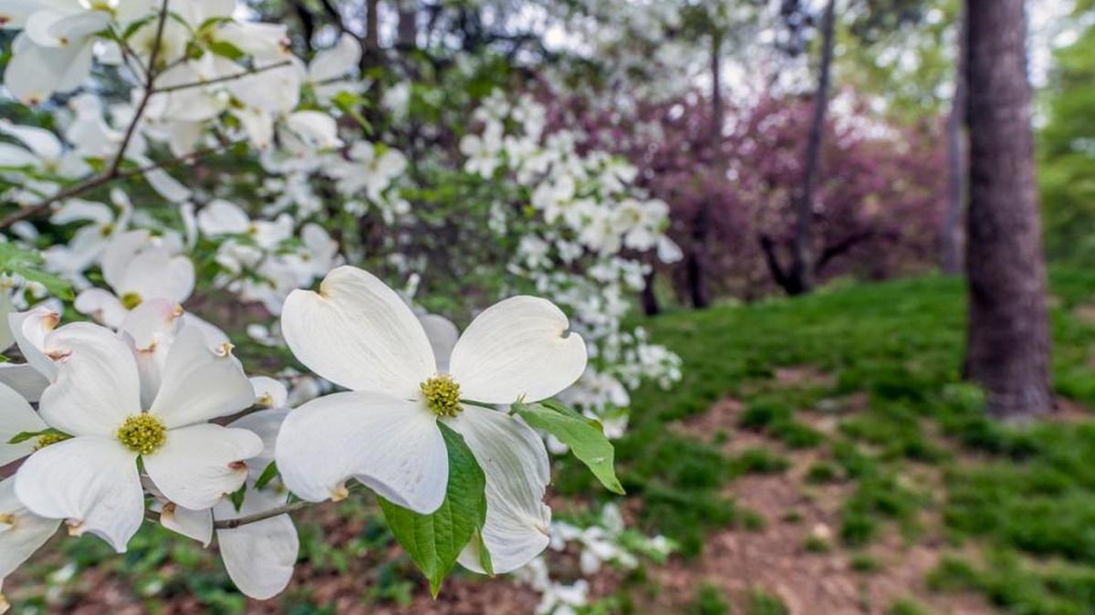 Read Todd Goulding’s tips for planting dogwoods.