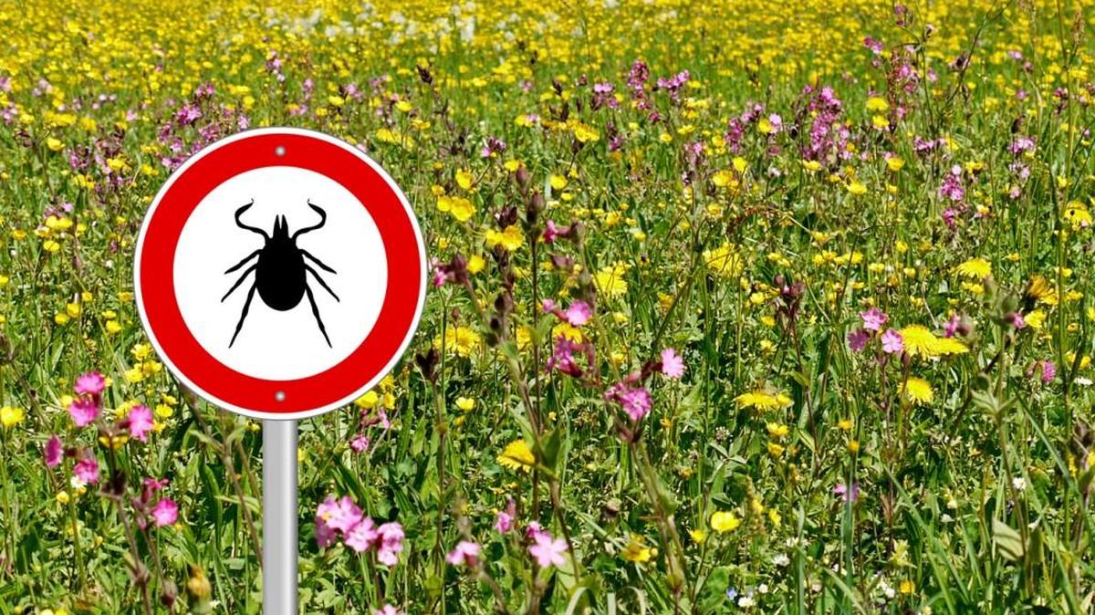 One tip to reduce the risk of getting ticks is to tuck pants into socks when walking through high grass.